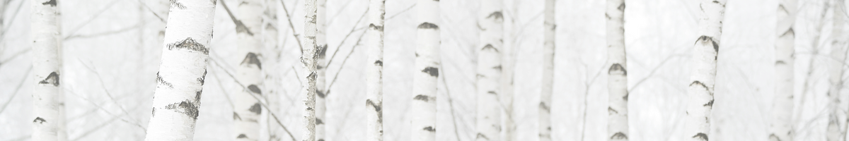faded image of birch trees